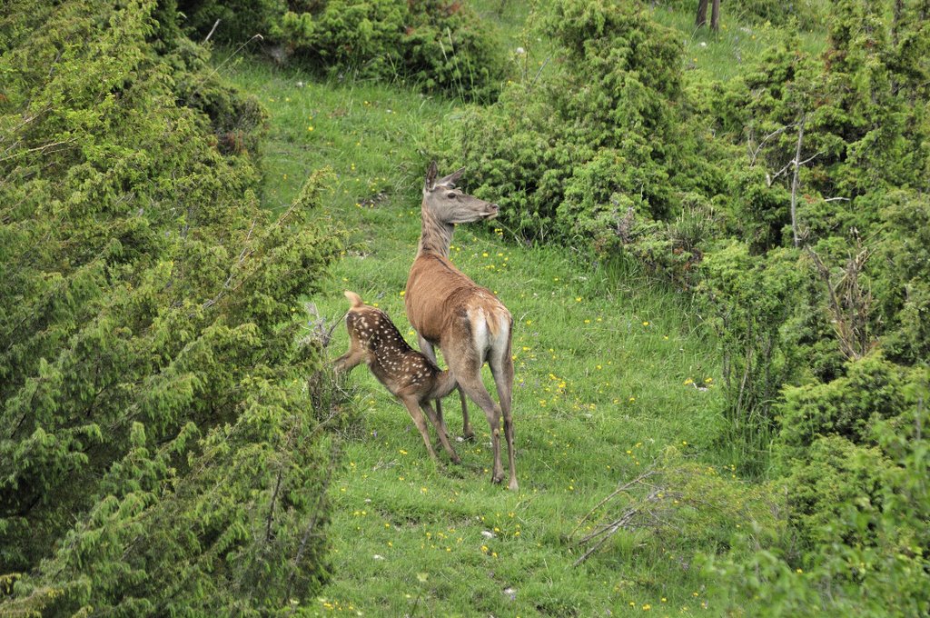 Cuccioli  (fotoracconto)